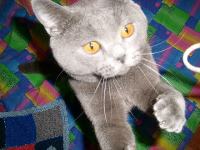 Котовторник  14.08.2012.