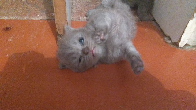 Забавные фото котеек