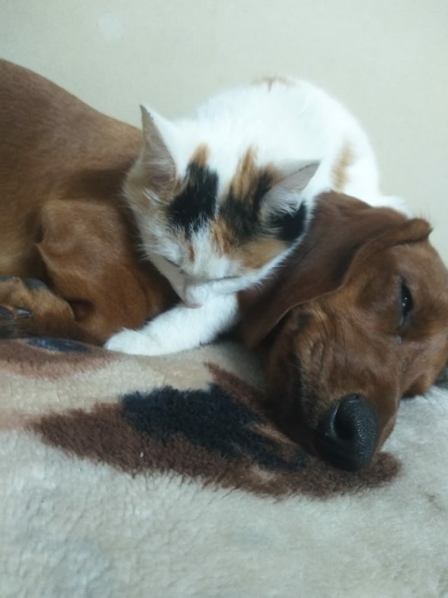 Уже не котовторник, но еще и не собакочетверг