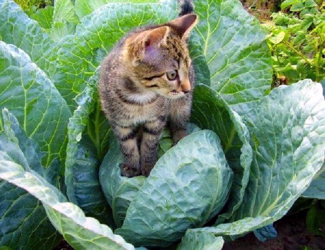 Забавные картинки с котами из сети