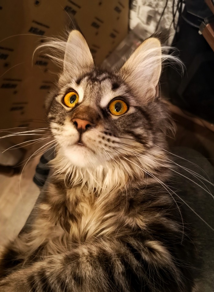 Странные фотки котеек
