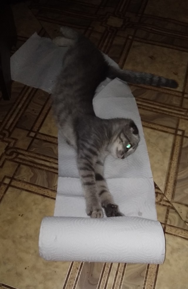 Можно начинать? Котовторник от 05.05.20
