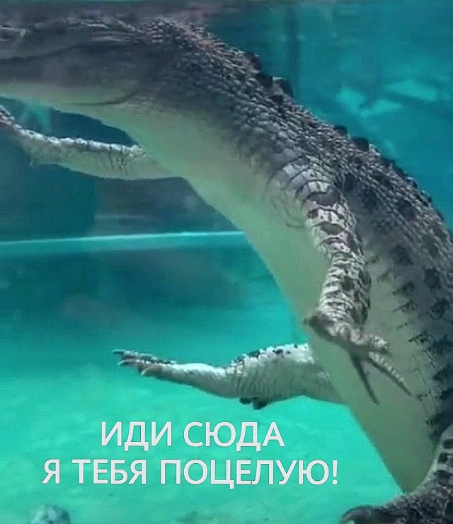 Стиль плавания "по-крокодильи"
