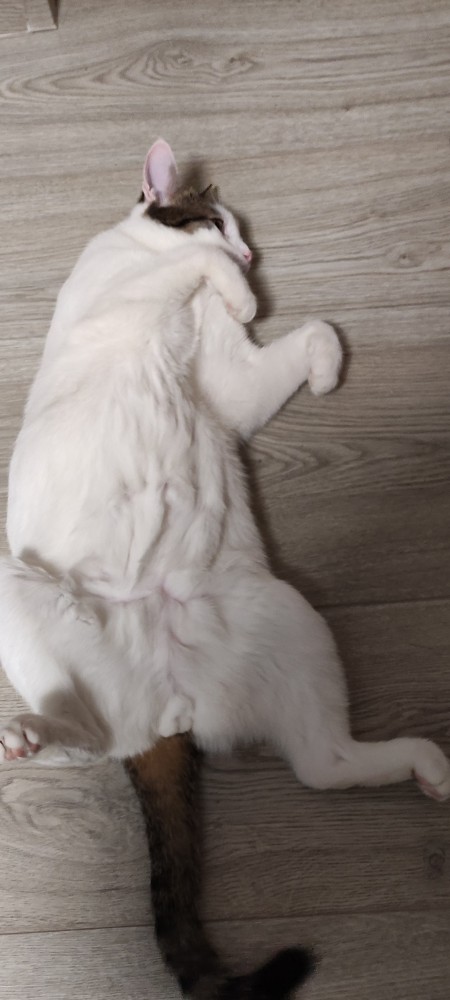 Моя красотка