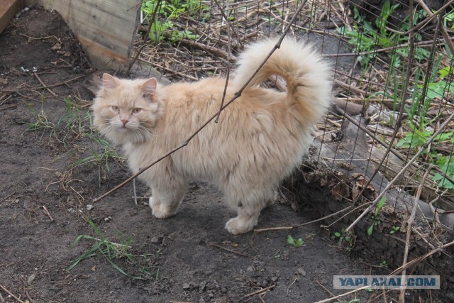 Жизнь домашнего приюта "Котоленд" 283