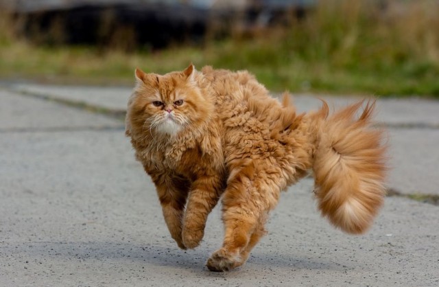 Коты-ниндзя, которые в совершенстве освоили древнее боевое искусство ниндзюцу