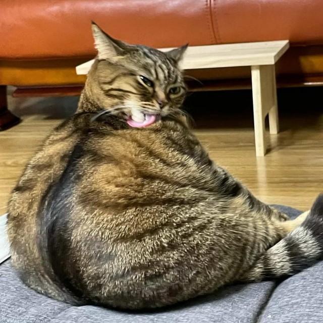Разные котики