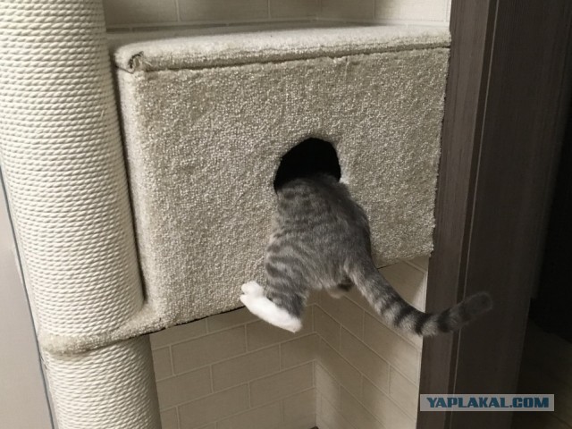 Как назвать кошаврика?