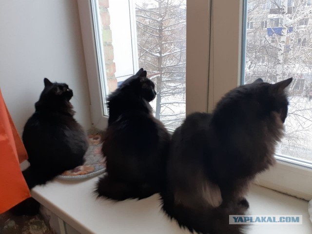 Котознатоки и котолюбители, созываю совет
