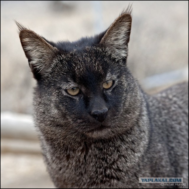 Камышовый котэ