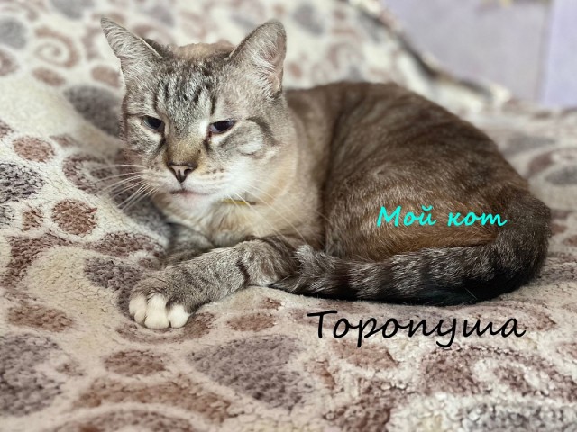 Жизнь домашнего приюта "Котоленд" 331