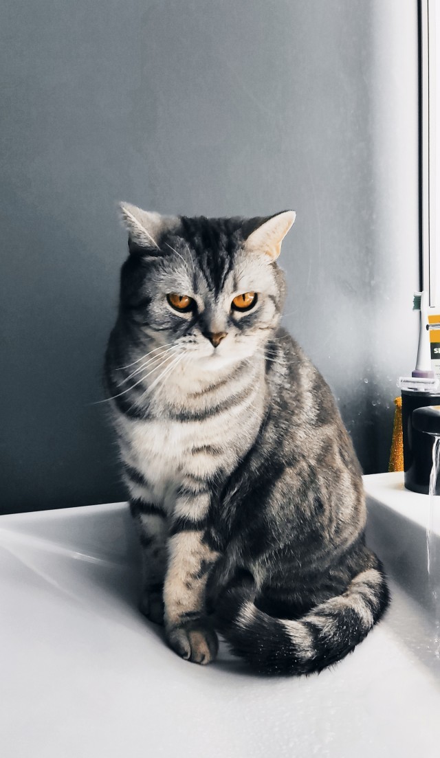 Котовторник. Кошка по имени Овца!
