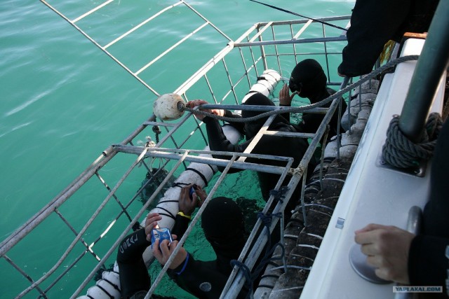 ЮАР, Замбия, Ботсвана