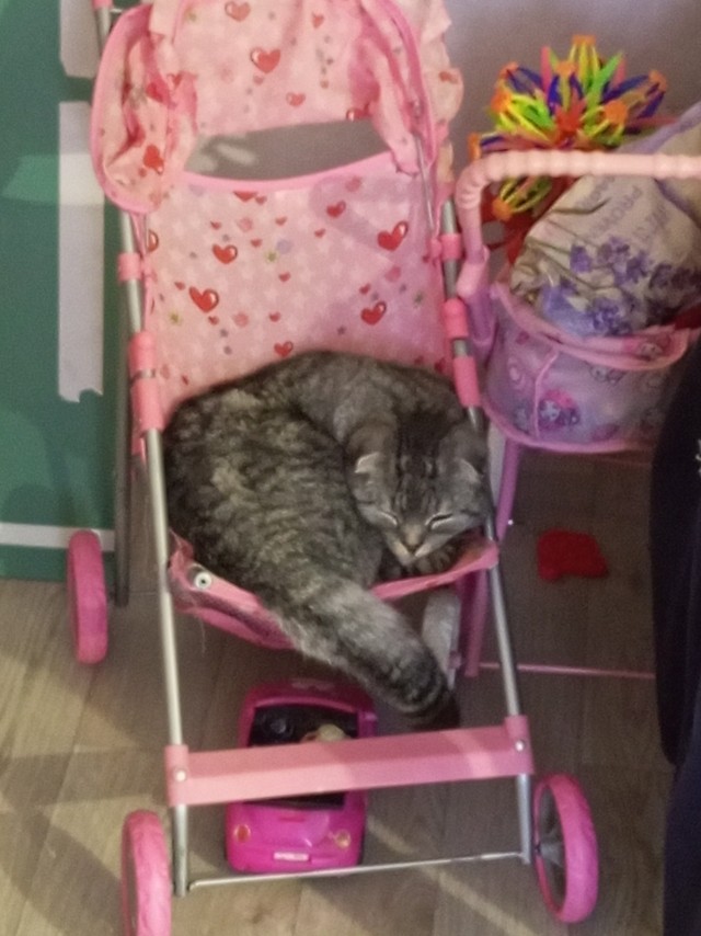 Лето и коты