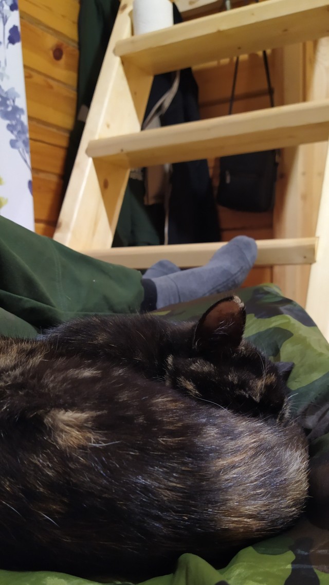К котовторнику