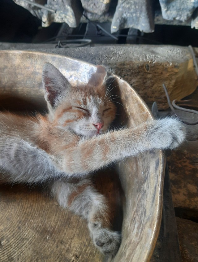 Кот во вторник
