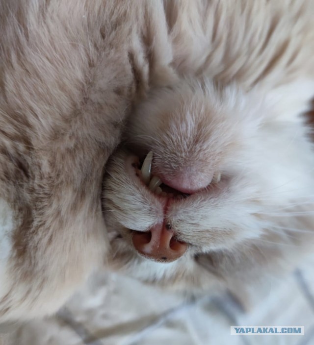 Немного милоты в котовторник