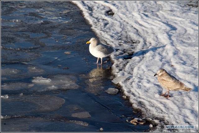 Петропавловск-Камчатский и его окрестности...