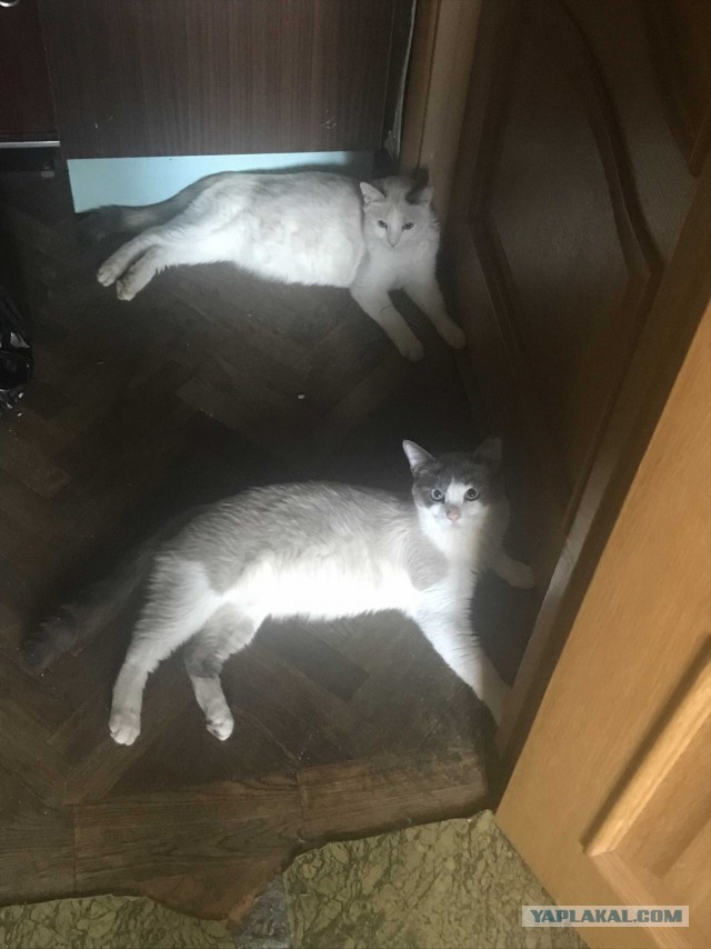 Без кота жизнь не та