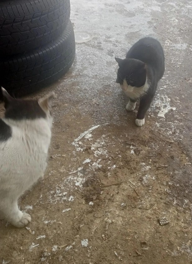 Милаха снова доказывает что котоцивилизация существует!