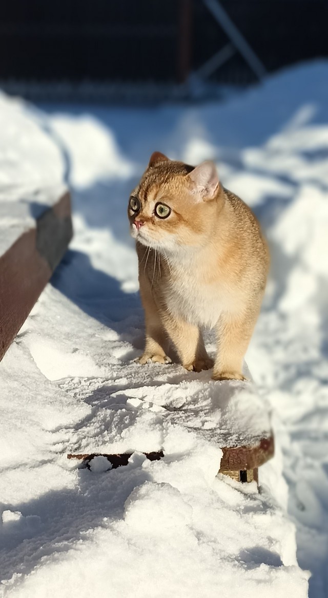 Мой Песдюк