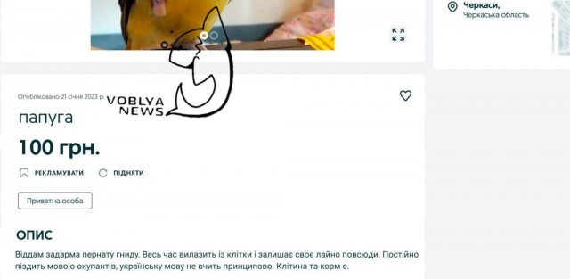На украинском сайте объявлений отдают попугая, который отказывается учить мову