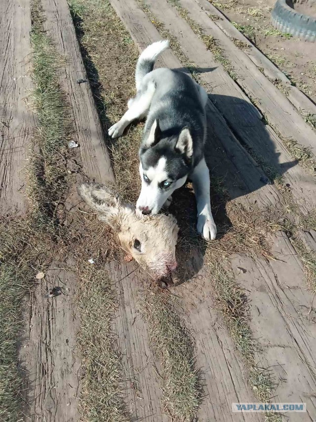Наши верные друзья