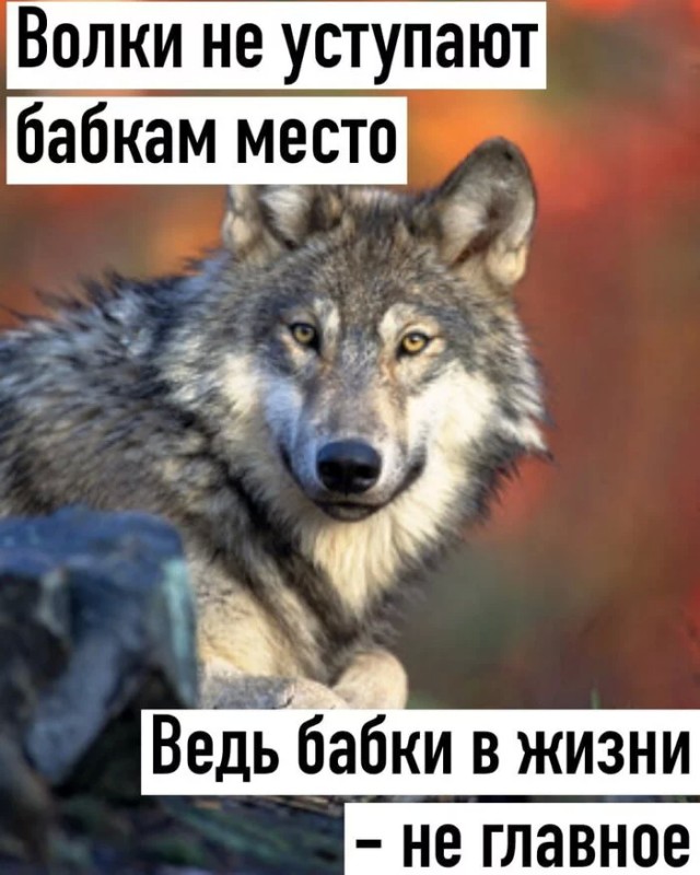 Бесит, когда срёшь на рельсы, показывая дух бунтарства и свободы, а тебе мешают волки