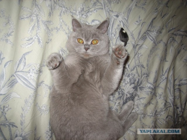 Котовторник 16.04.2013
