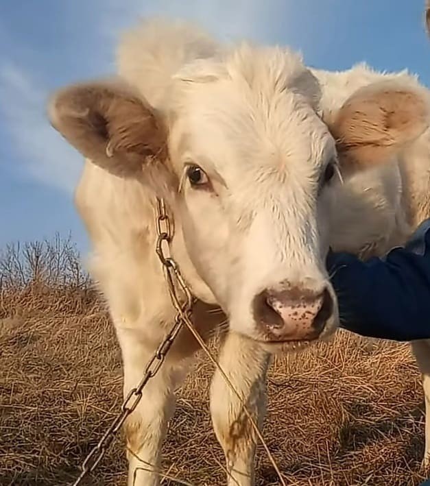 Веселая ферма: выращиваем себе корову сами