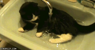 Котовторник  07.05.2013
