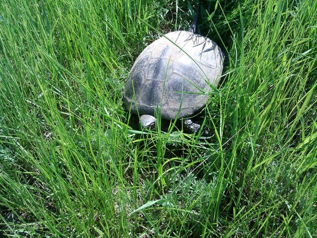 Чуть не раздавили...