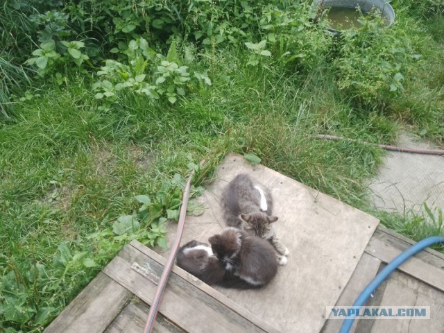 Жизнь домашнего приюта для котеек 506