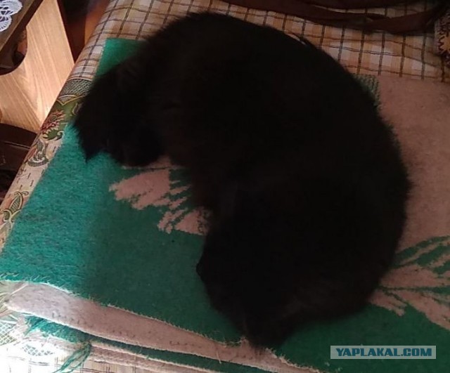 Вот и я добровольно в котовторник перешёл в рабство