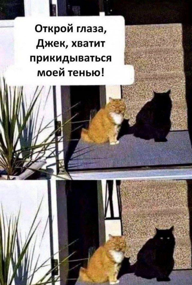 Немного забавных картинок от 22.12.24