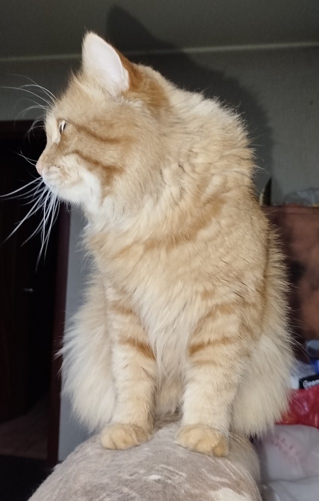 Поверья о кошках