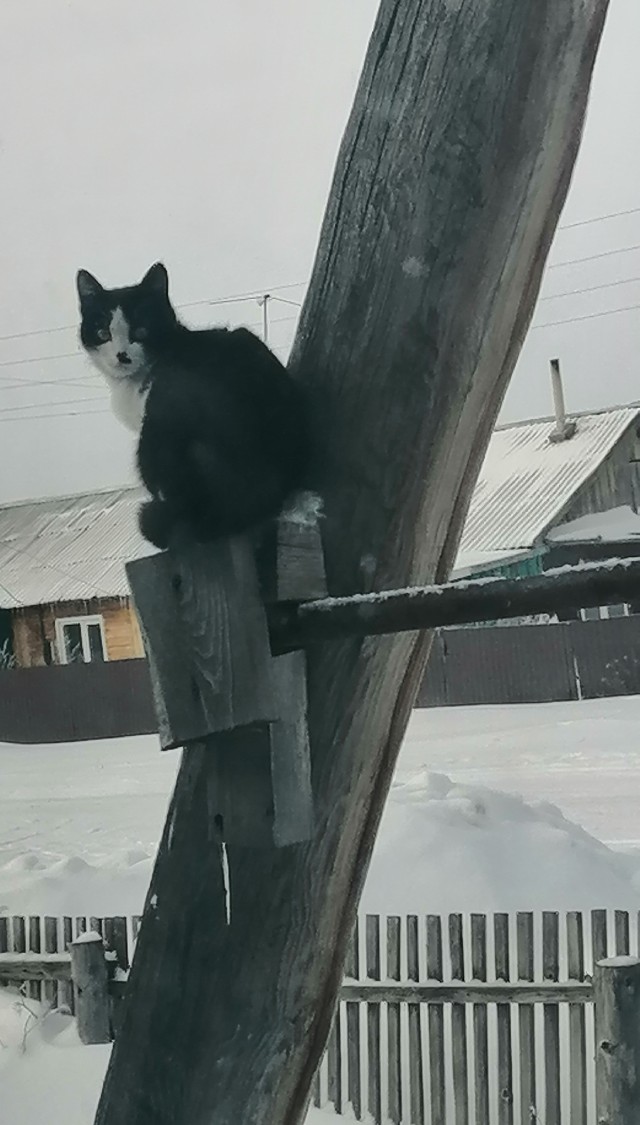 Кошачий «телевизор»: зачем коты часами смотрят в окно?
