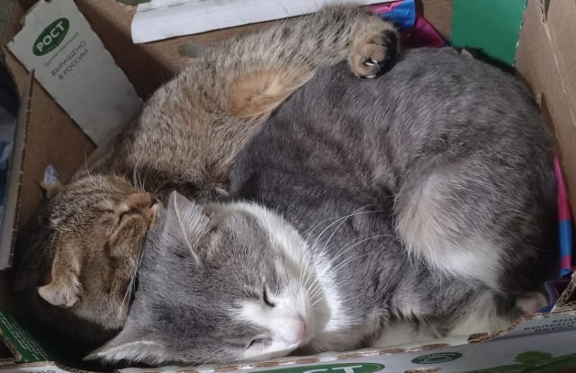 Выращено в России.