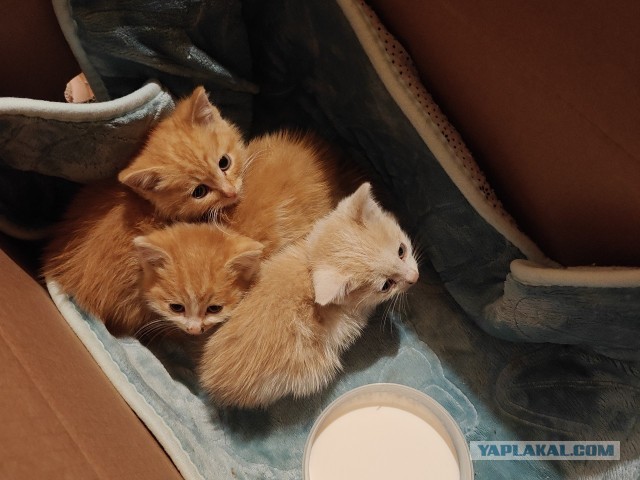 Отдам котенка бесплатно