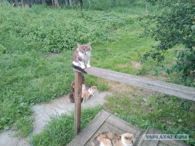 Жизнь домашнего приюта для котеек 553