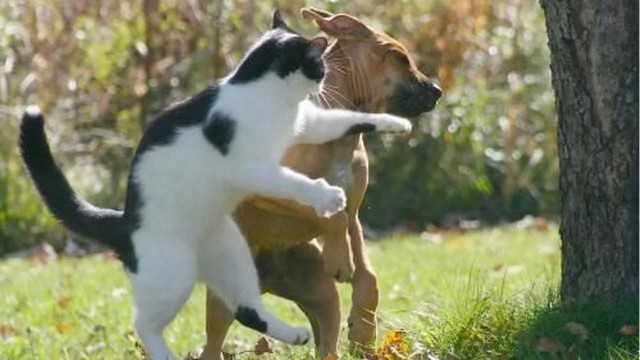 Сегодня котовторник, собак нафиг!