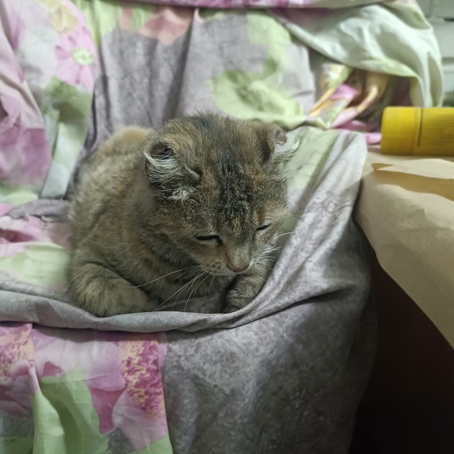У нас теперь тоже котовторник