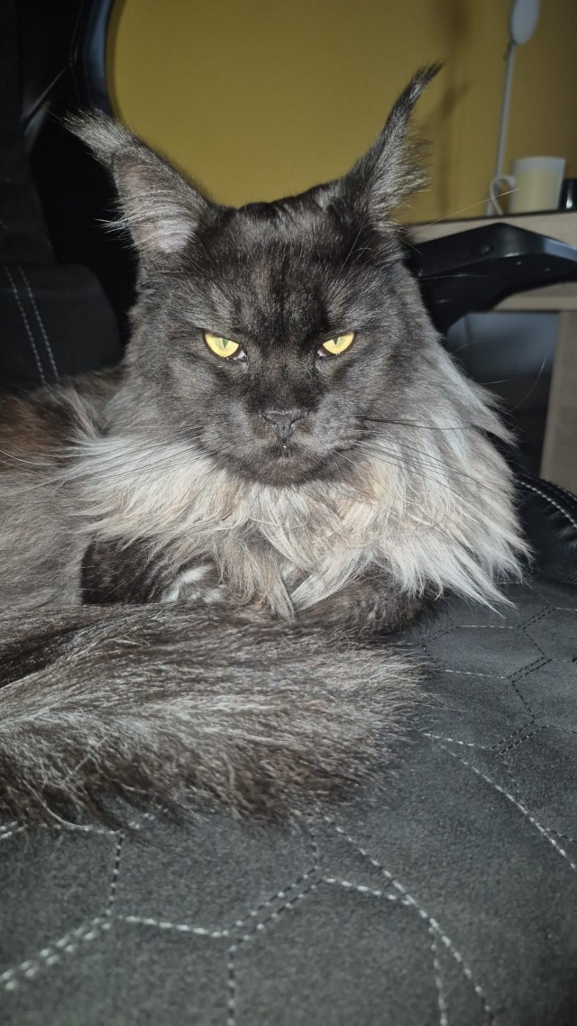 Нашелся таки хозяин (точнее хозяйка)