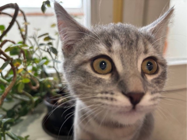 Всех с первым в этом году котовторником!