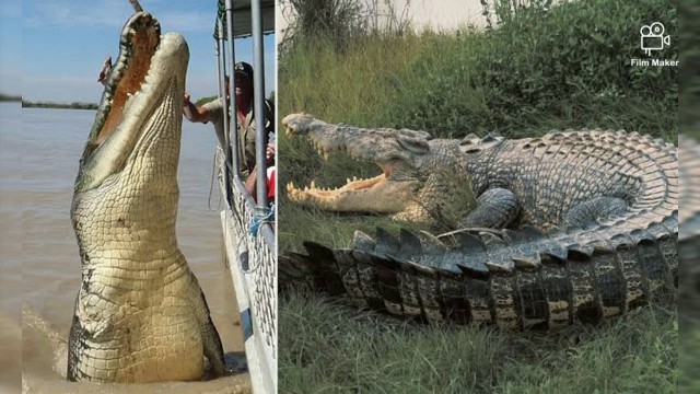 Комодский варан: Мегаящеры, способные завалить буйвола. Весь остров дрожит от их тирании