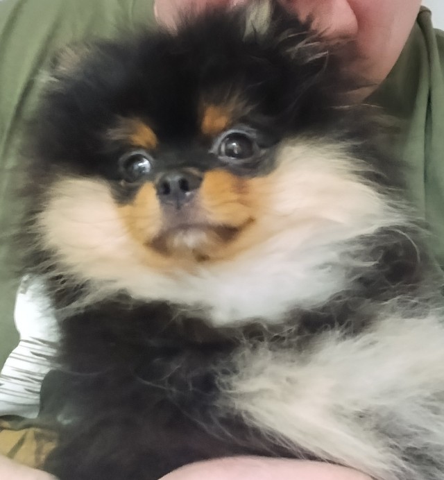 Собакочетверг же, но кошку из фото не выкинешь