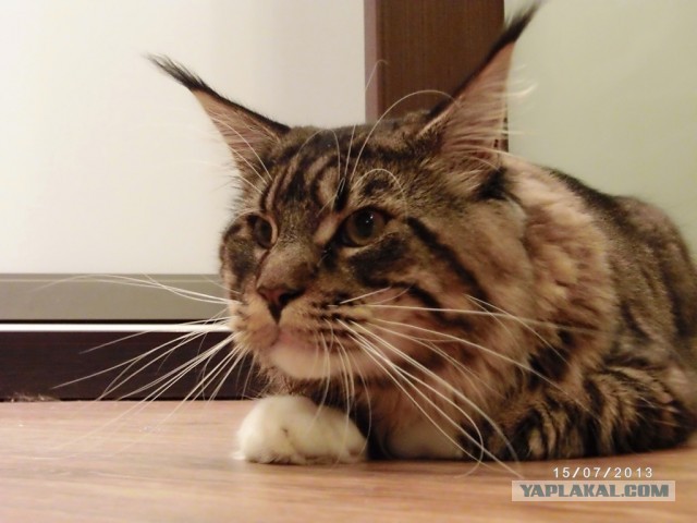 Котовторник 23.07.2013