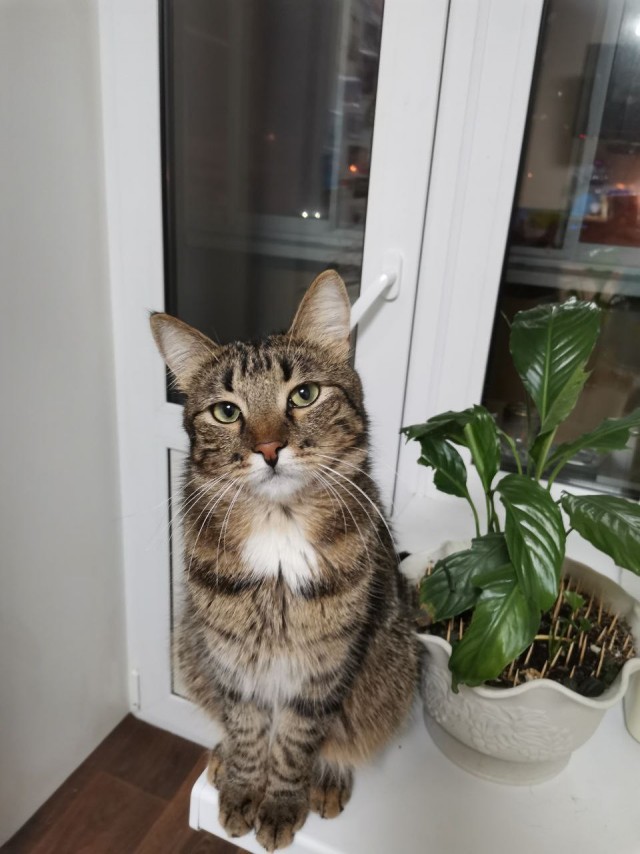 Тишкет... Котовторник...