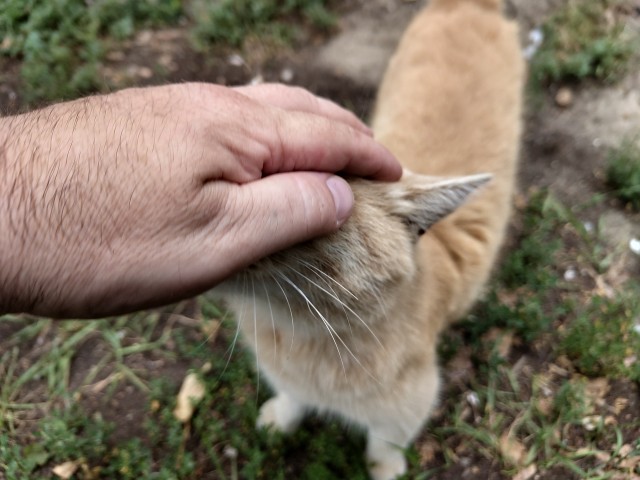 Дворовые коты