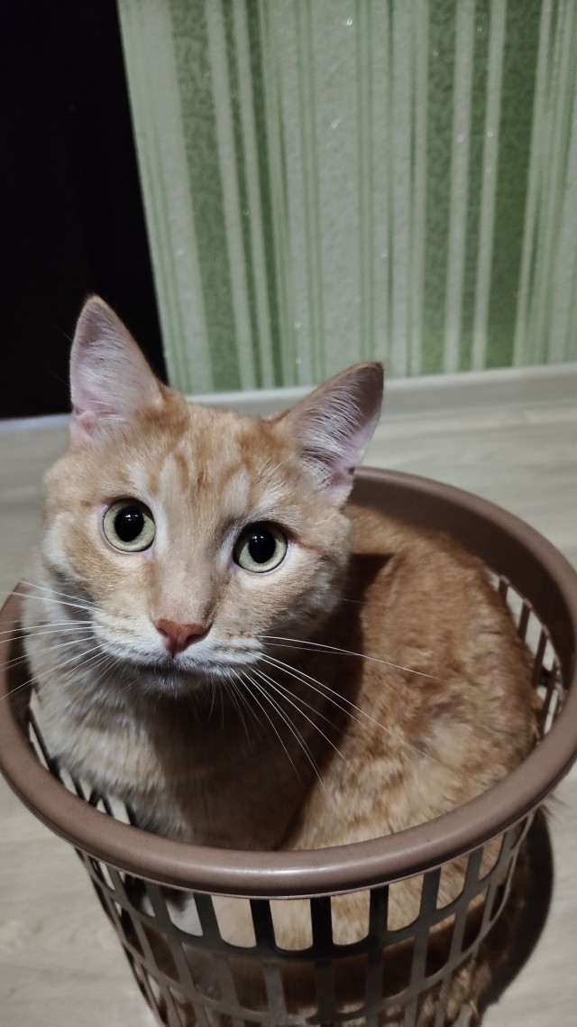 Раз котовторник, то получите )